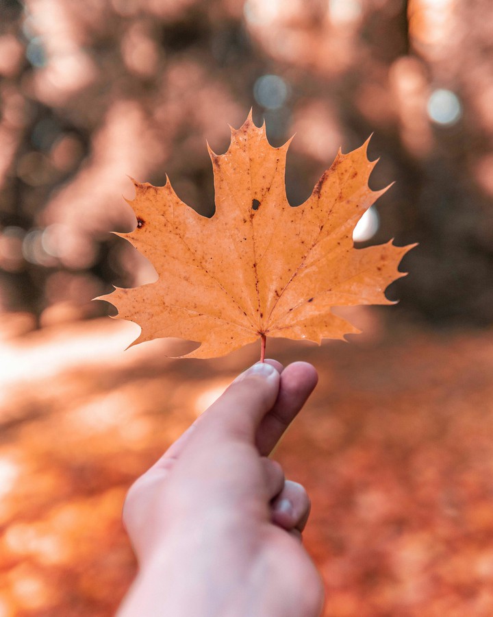 autumn