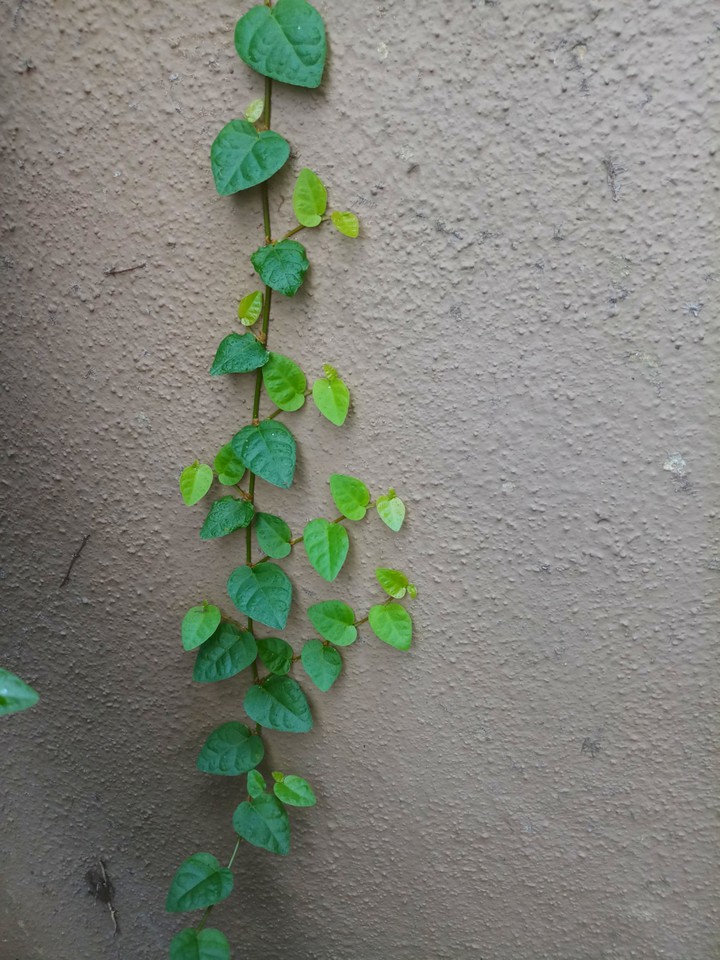 Creeper on Wall