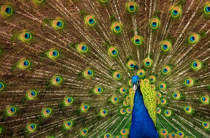 #Espléndido pavo real !!!