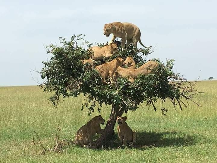 Lion King in tree