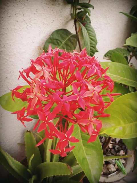 Red highlighted blossom