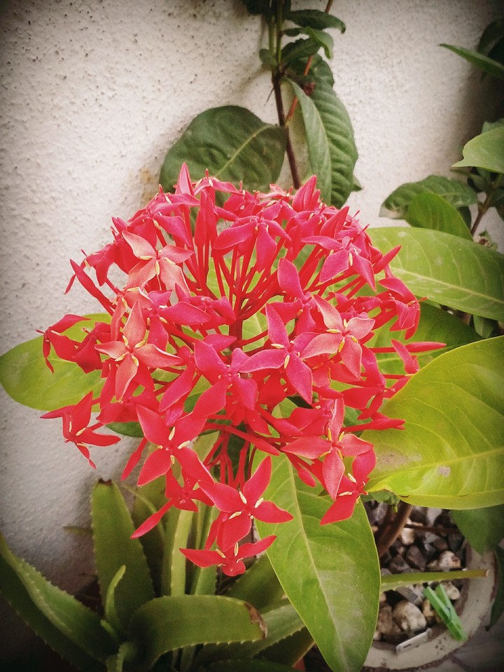 Red highlighted blossom