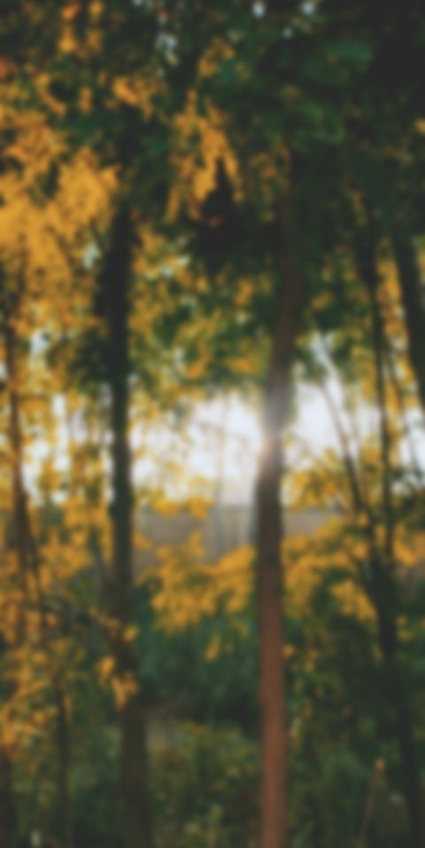 Blurred Sunset