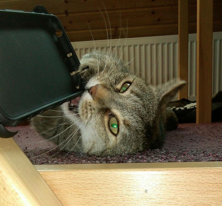 Catlove