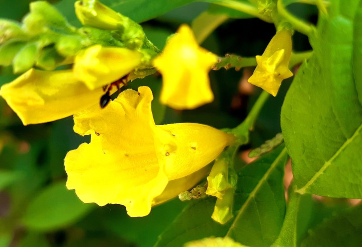 Nature