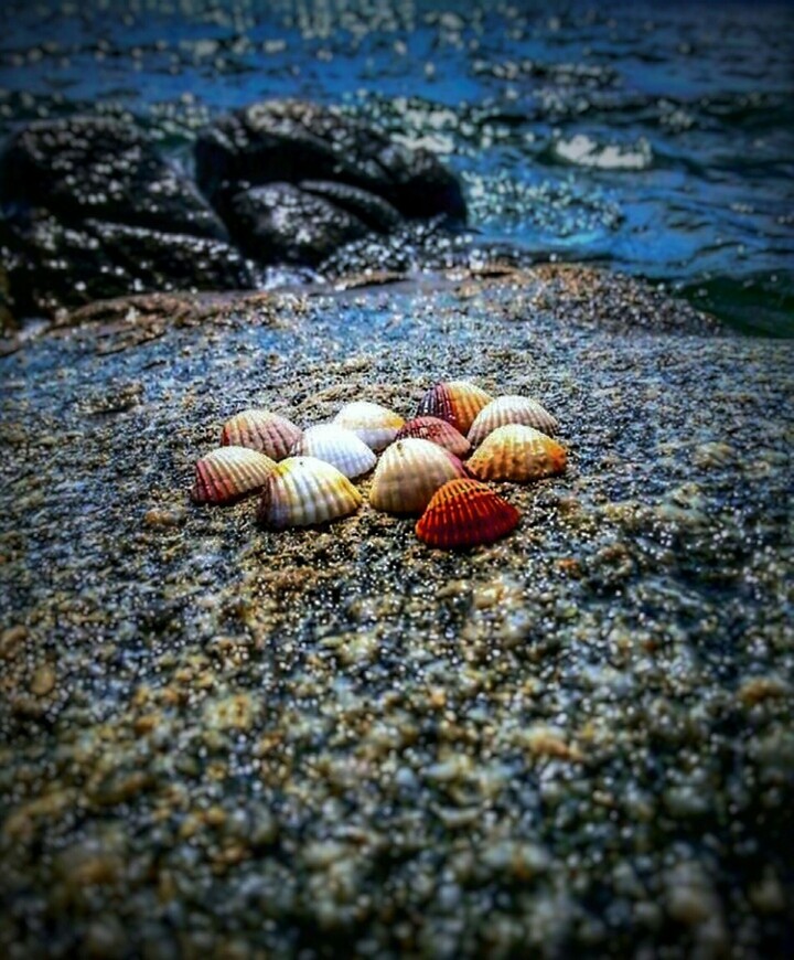 sea ​​shells