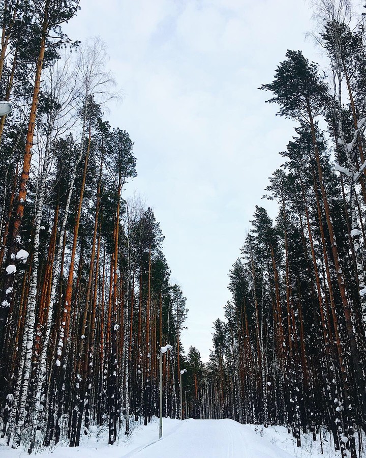 Лес в сибири