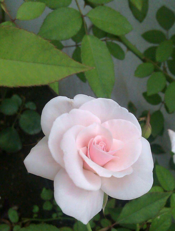 fragrance