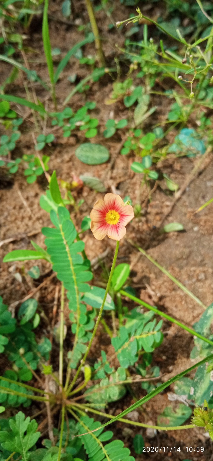 Orange Flower