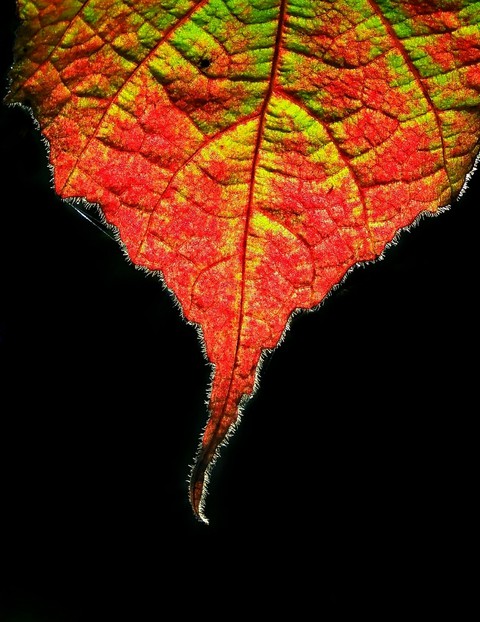 leaf wallpaper