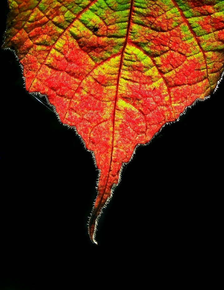 leaf wallpaper