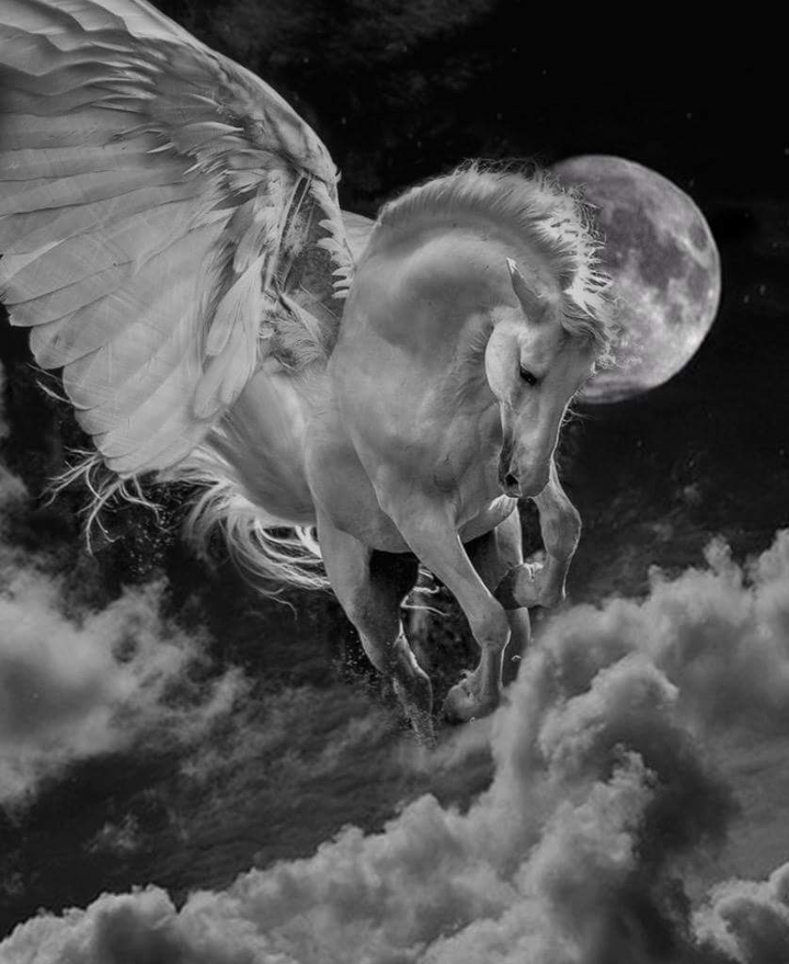 Wild horse✨