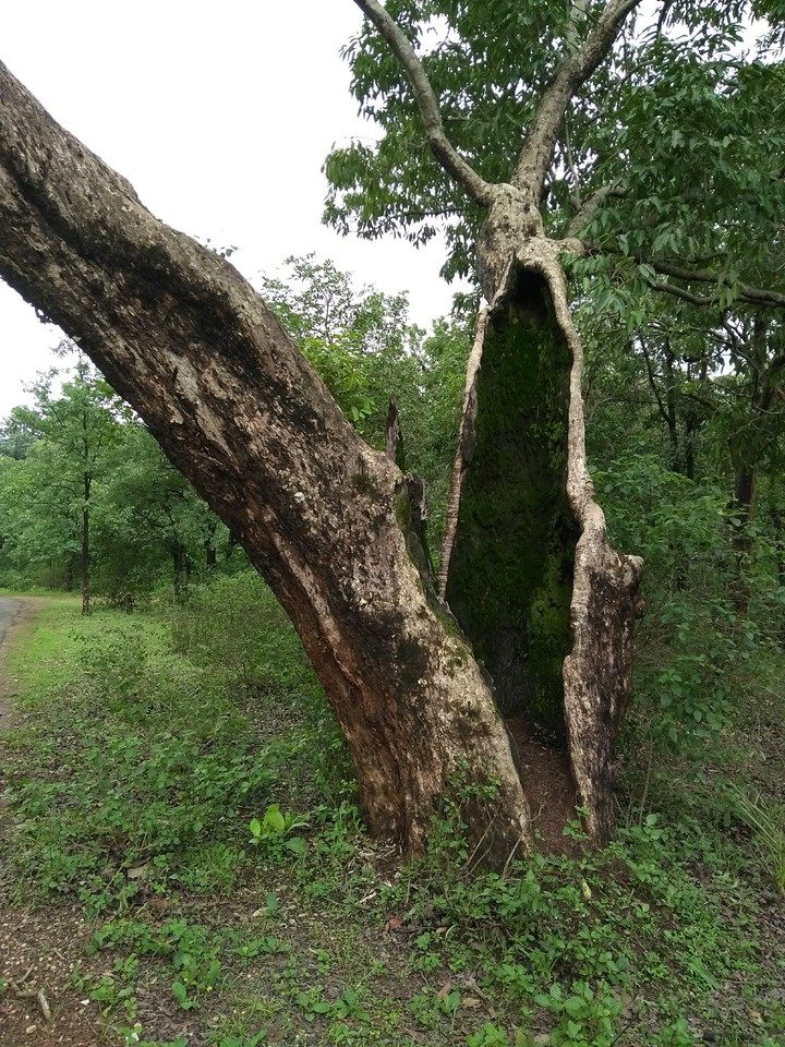 pachmarhi Green carpet tree
