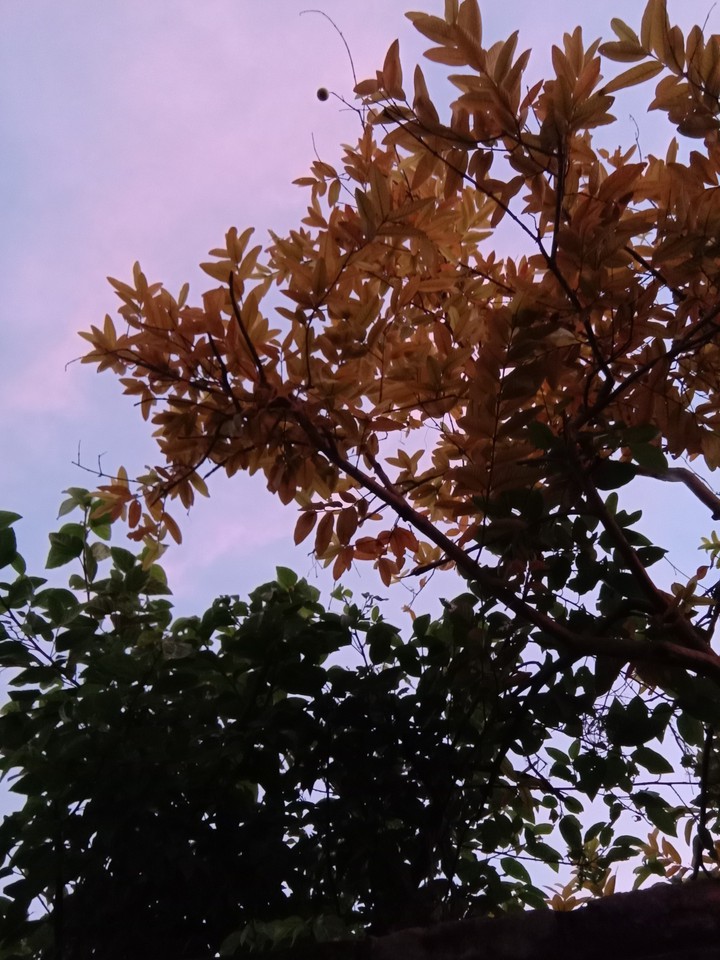 Dawn' leaves...