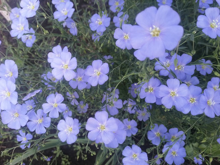 лён, blue flowers