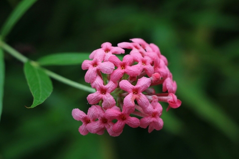 small and pink