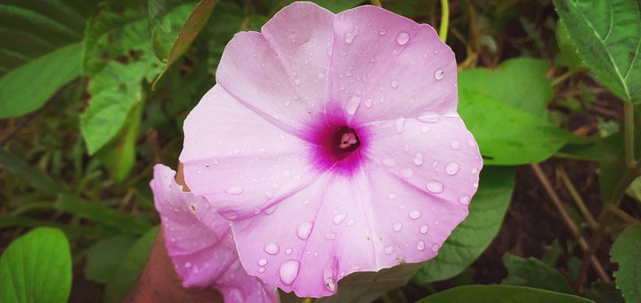 gonda flower