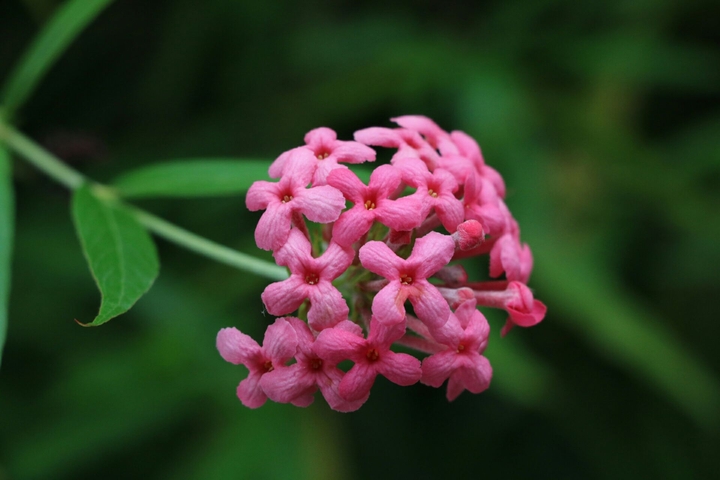 small and pink