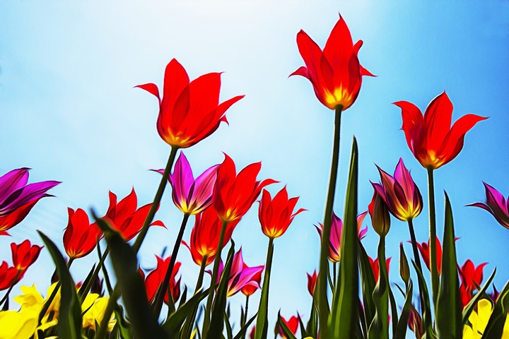 flower