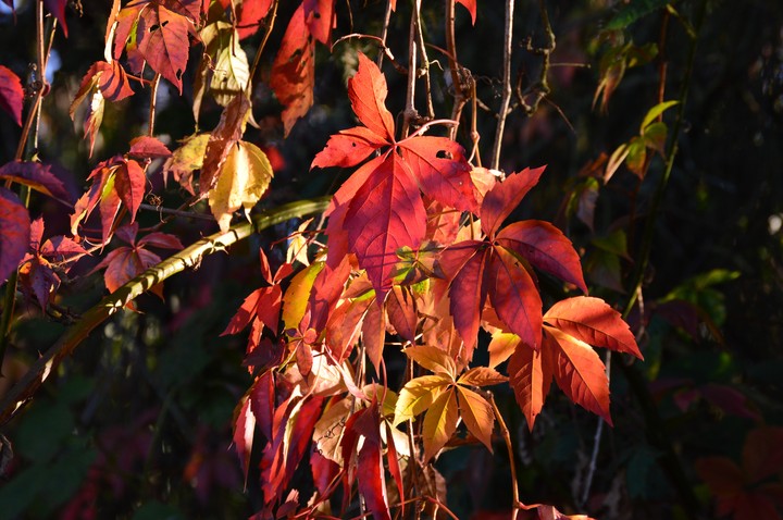 Automne