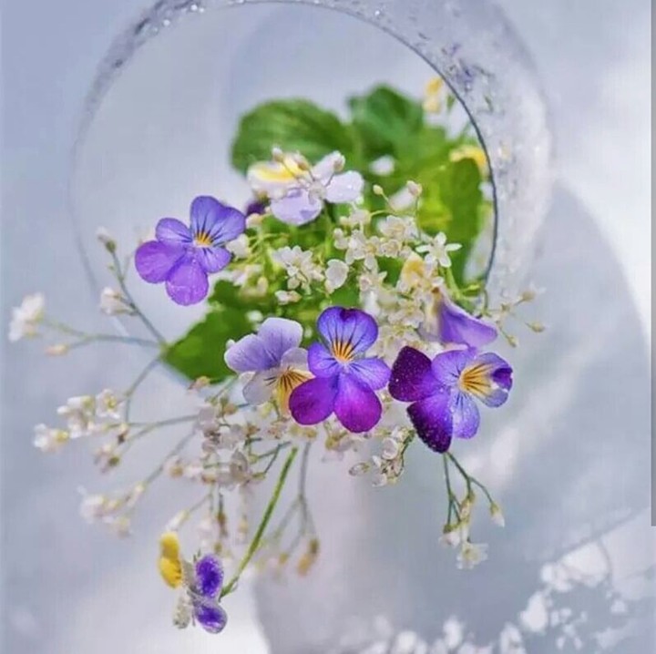 violet