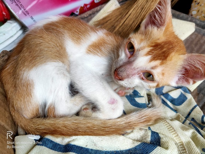 cute cat...