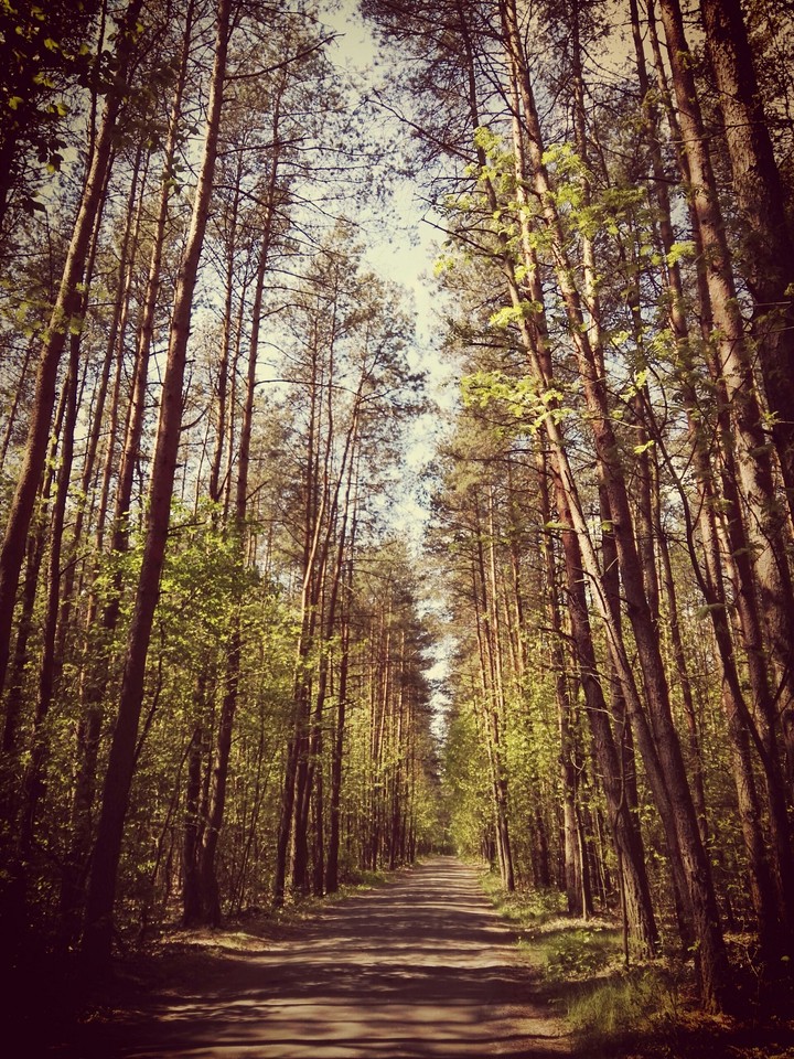 road in forest