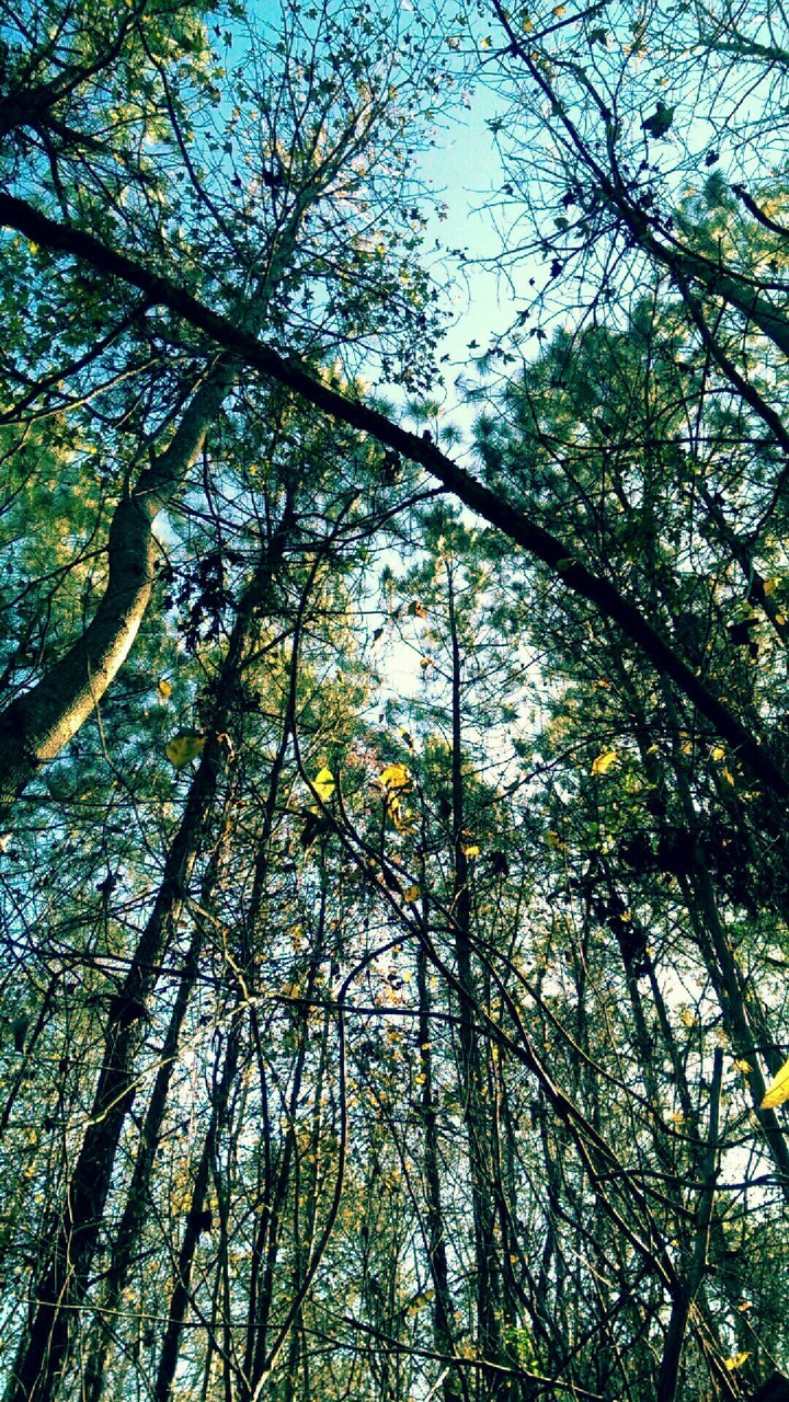 pines