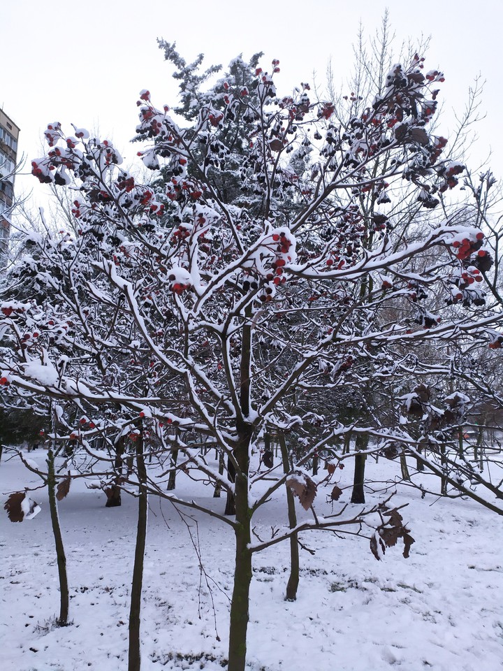 tree