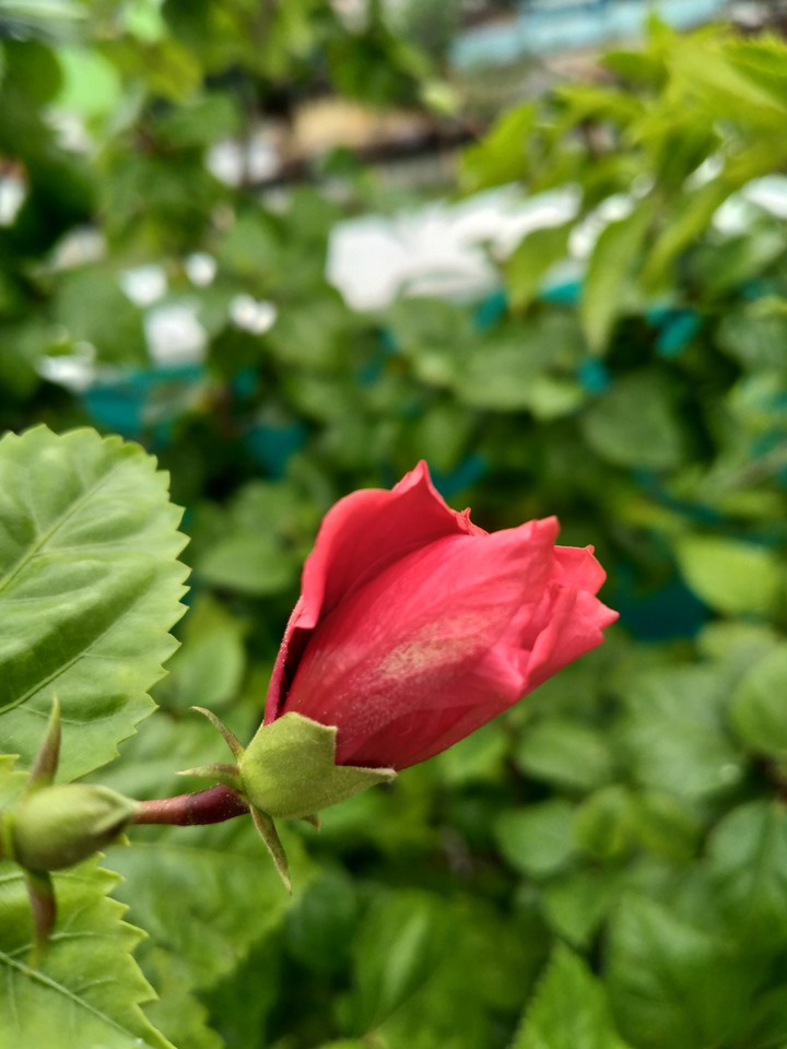 chinarose