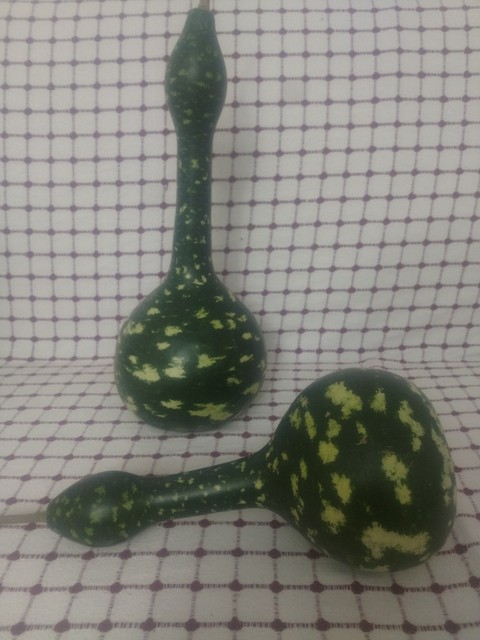 plant, gourd Hintergrundbilder