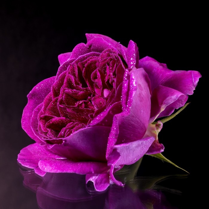Roses růže