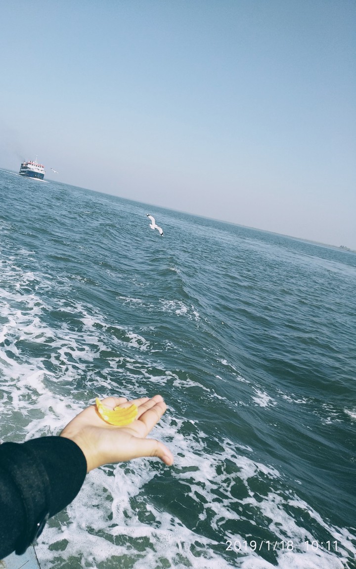 seabird