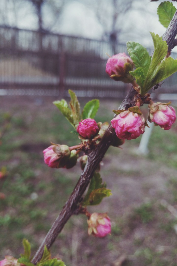 Spring