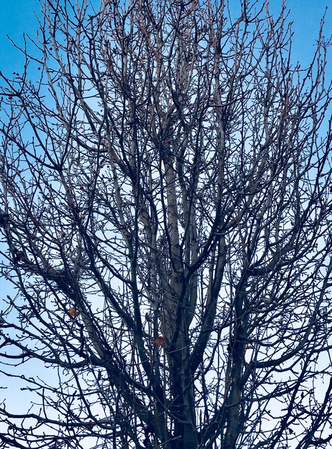 vida de invierno