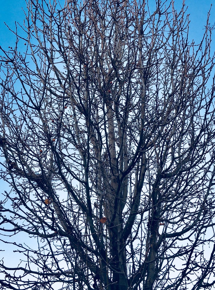 vida de invierno