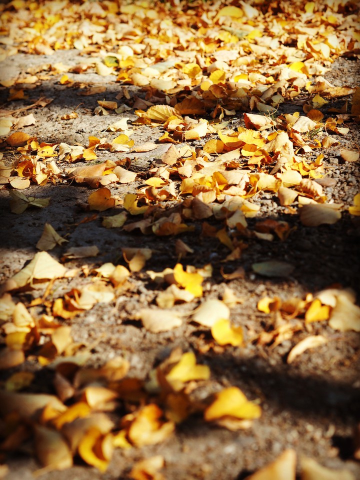 It's fall