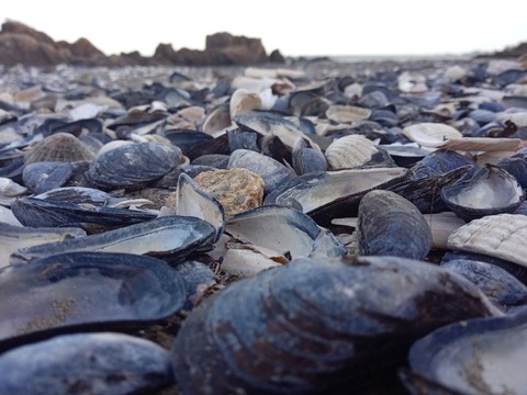 SeaShells