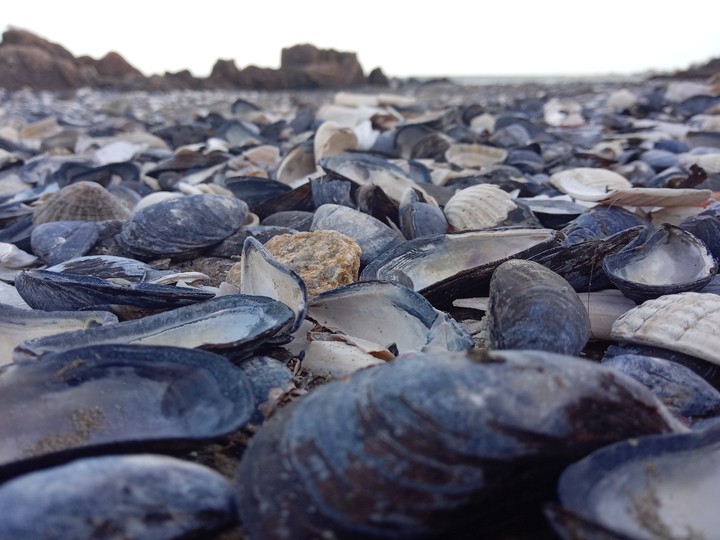 SeaShells