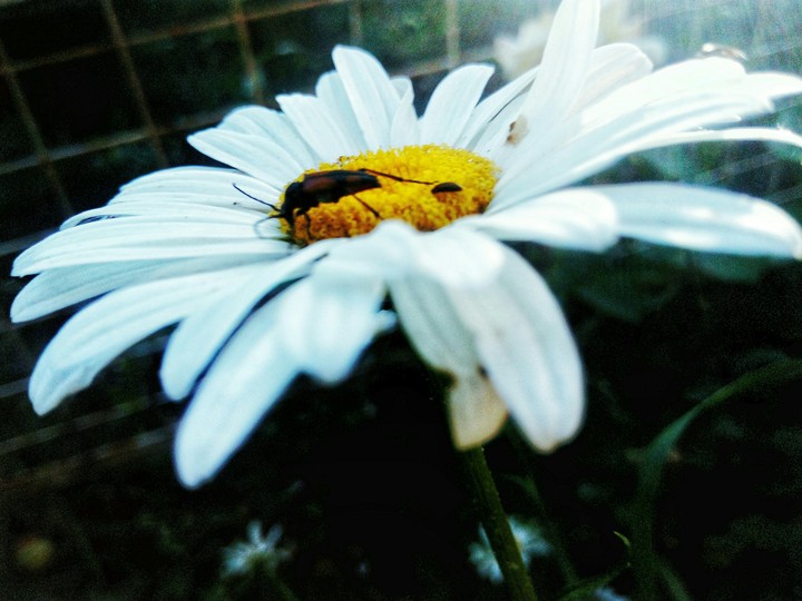 beetle on chamomile