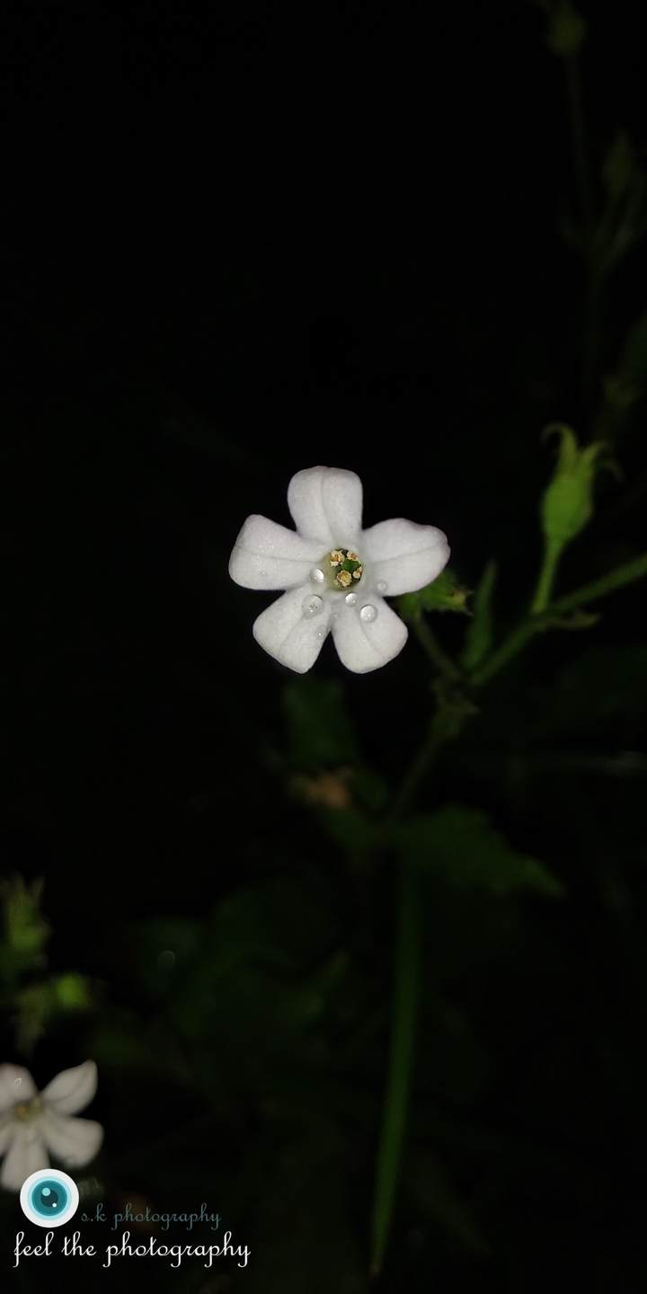 whiting flower
