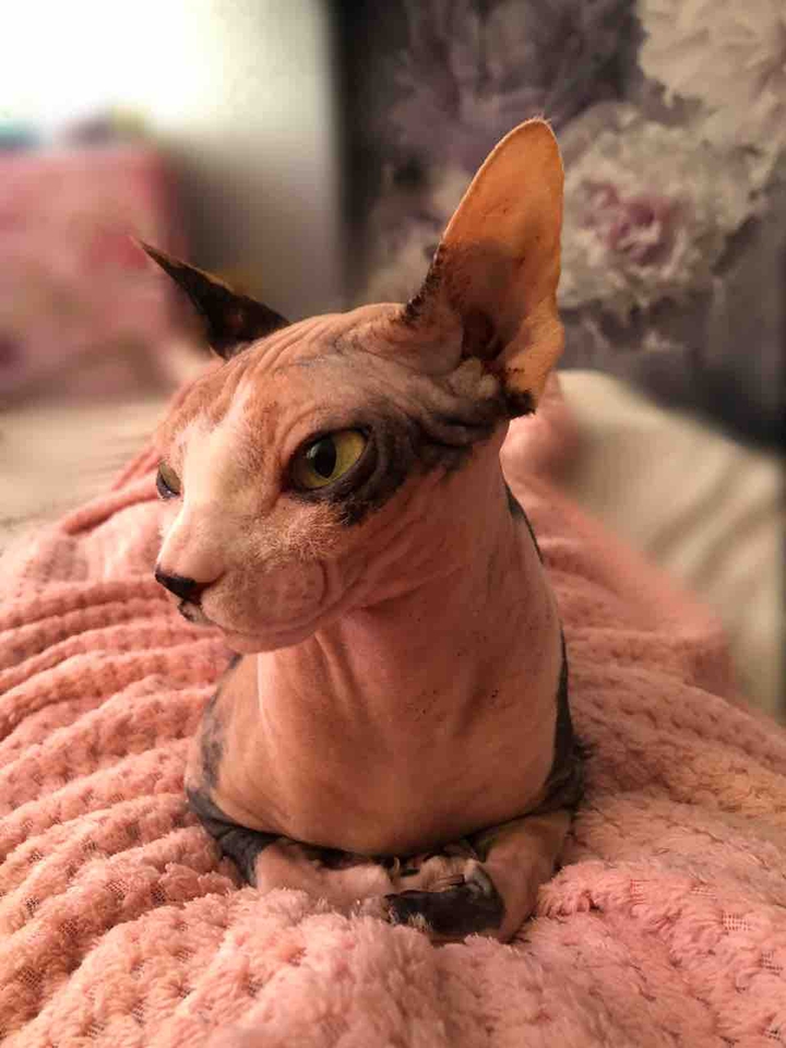 кошка