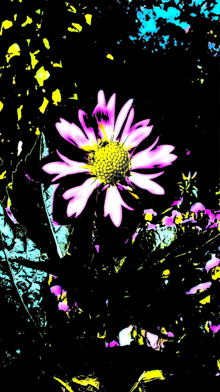 Candy Flower