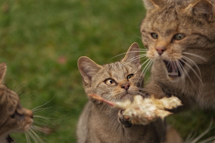 Cute kat's