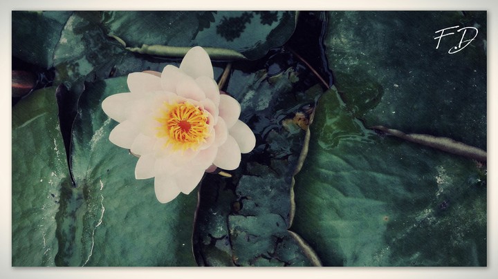 flowes