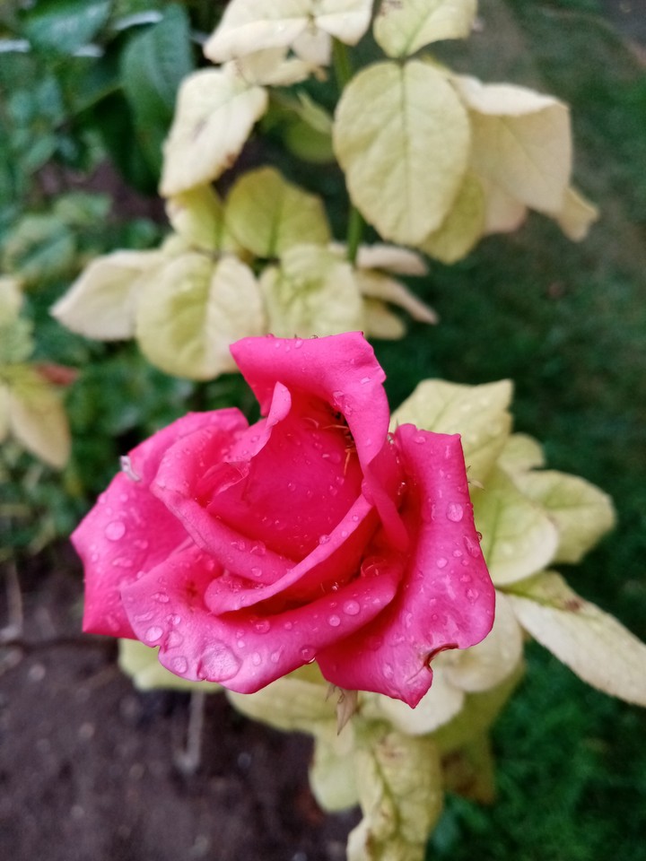 Gül ve yağmur damlası