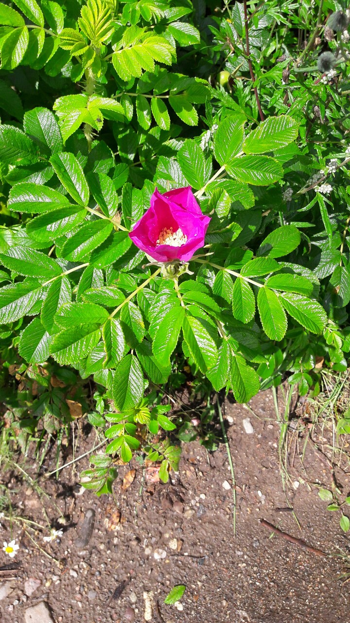 rose