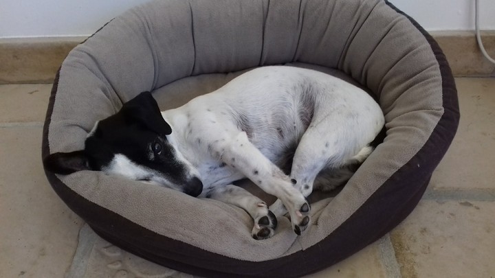 chien