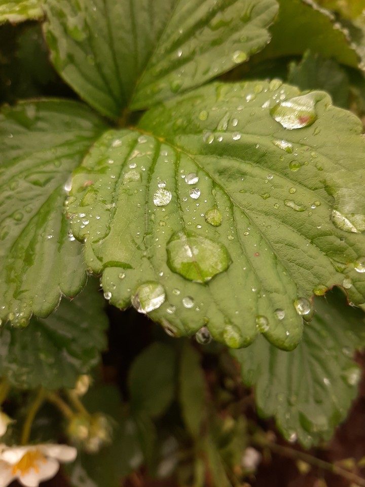 Water