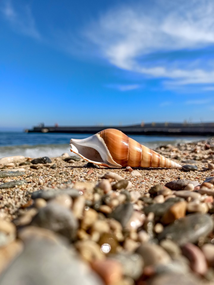 shell